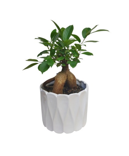 Ginseng Bonsai Plant