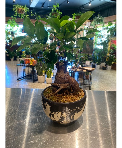 Ginseng Ficus Bonzai Hand-Made Pottery