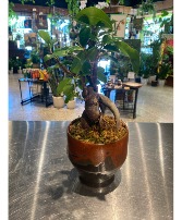 Ginseng Ficus Bonzai Hand-Made Pottery