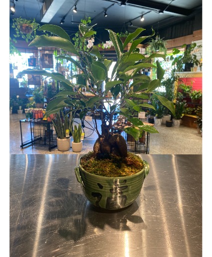 Ginseng Ficus Bonzai Hand-Made Pottery