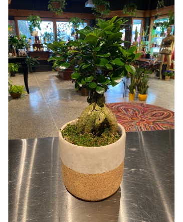 Ginseng Ficus  Cork Pot  in South Milwaukee, WI | PARKWAY FLORAL INC.