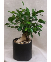 Ginseng Ficus Plant