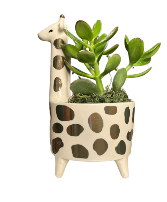 Giraffe Succulent Plant