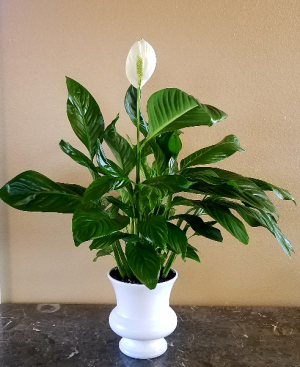 Give peace a chance Plants in Ventura, CA | Mom And Pop Flower Shop Give peace a chance Plants in Ventura, CA | Mom And Pop Flower Shop
