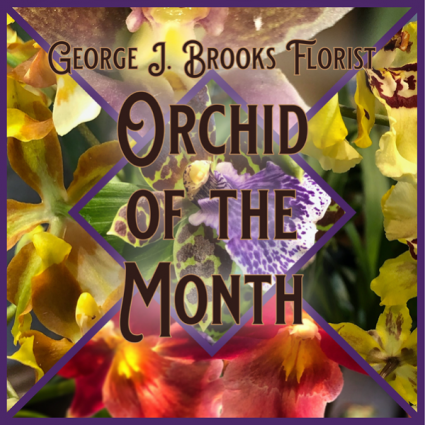 GJB ORCHID OF THE MONTH