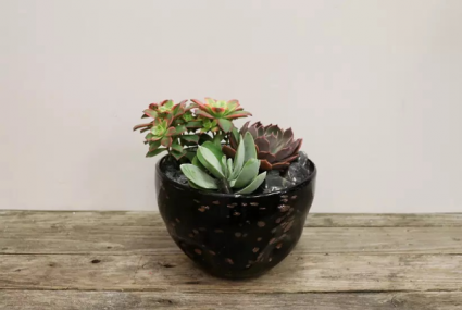 Glass Art Succulent Planter