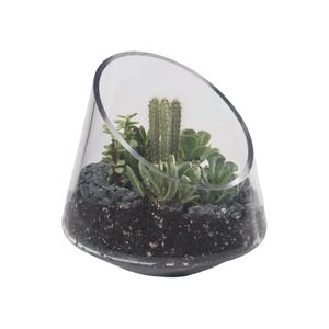 Glass Garden Terrariums