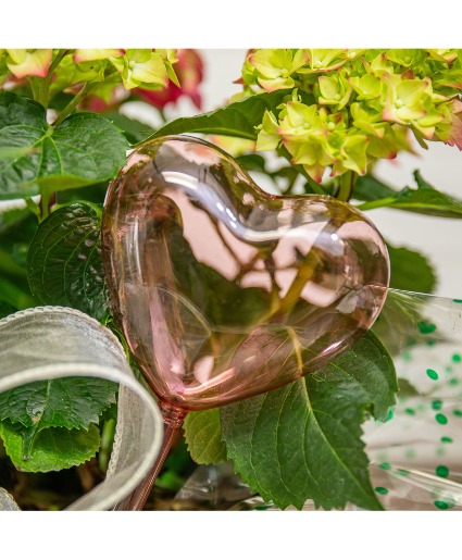 Glass Heart-Shaped Plant Waterer 