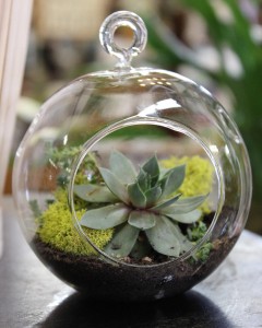 Glass Terrarium Plant