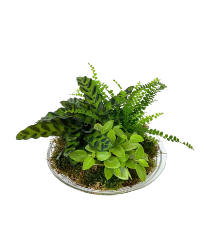 Glass Tropical Bowl House Plant