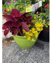 Glazed brush mixed pot patio pot