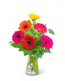 Gleeful Gerbera Assorted Colors Flower Arrangement