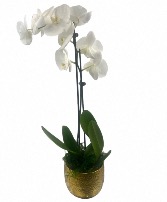 Glitz and Glam Orchid Plant  