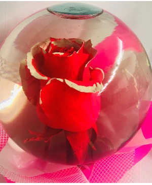  Globe-Hot Pink Rose Tipped in White 