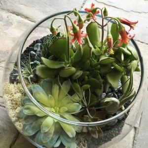 In The Round Terrarium in Toronto, ON | BOTANY FLORAL STUDIO In The Round Terrarium in Toronto, ON | BOTANY FLORAL STUDIO