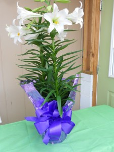 Glorious Easter Lily Plant