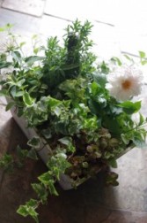 Glorious Garden Plant