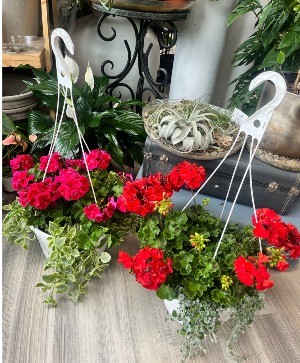 Glorious Geraniums Hanging Basket