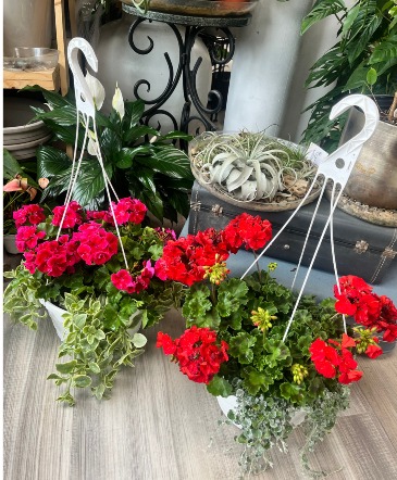 Glorious Geraniums Hanging Basket in Coralville, IA | Every Bloomin' Thing