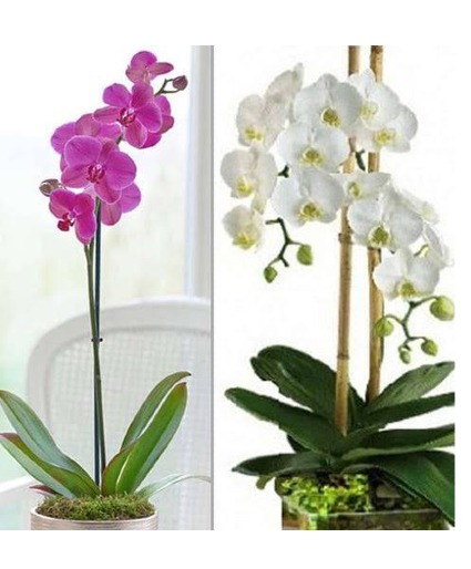 Tall Phalaenopsis Orchid 
