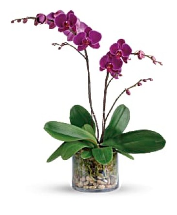 Glorious Gratitude Orchid  in Canton, NC | Silver + Fern LLC