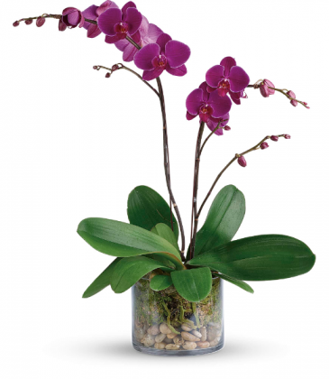 Glorious Gratitude Orchid (Colors Vary) All around in Winnipeg, MB | KINGS FLORIST LTD