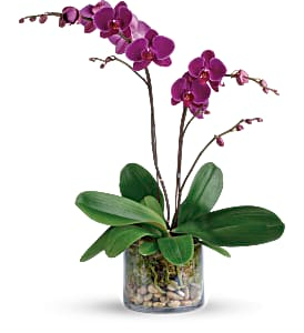 Glorious Gratitude Orchid Plant in Coral Springs, FL | DARBY'S FLORIST
