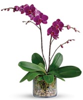 Glorious Gratitude Orchid Plant 