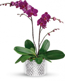 Glorious Orchid Colors May Vary 