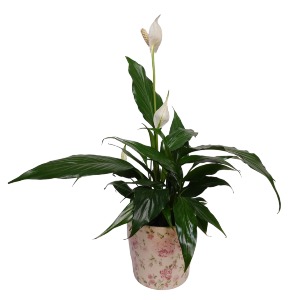 Glorious Peace Lily Plant