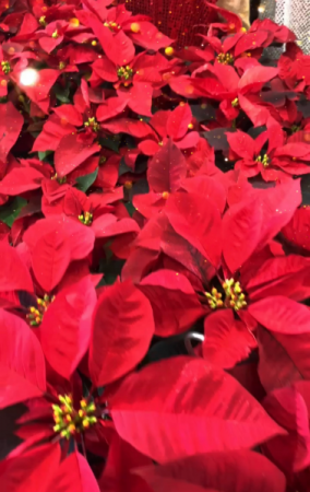 Glorious Poinsettia   HOLIDAY SPECIAL in Katy, TX | KD'S FLORIST & GIFTS