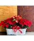 Glorious poinsettias basket Live plant basket