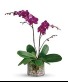 Glorious purple Orchid orchids plant