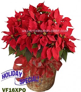 Glorious Red Poinsettia Christmas Plants