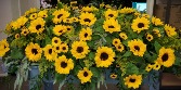 Glorious Sunflowers Casket Spray