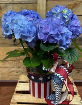 Glory Blue Patriotic plant