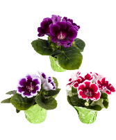 Gloxinia Plant