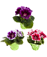 Gloxinia Plant
