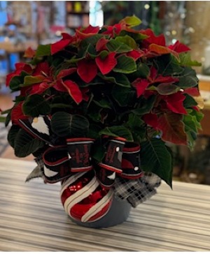 Gnome for the Holiday Plant 