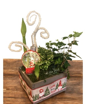 Gnome for the Holidays  Plant