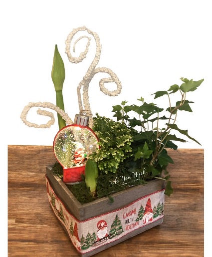 Gnome for the Holidays  Plant