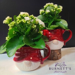 Gnome Mug Kalanchoe Plant