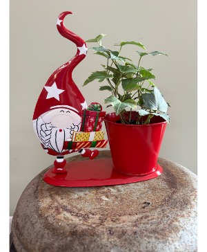 Gnome planter Plant
