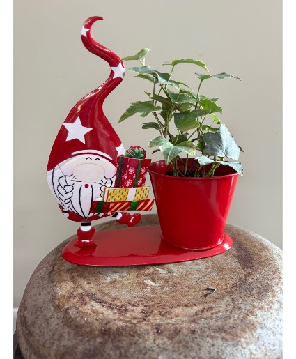 Gnome planter Plant
