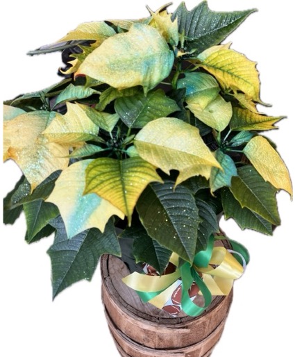 Go Pack Go Poinsettia  Blooming Houseplant 