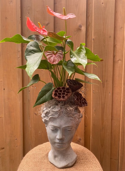 Goddess Anthurium  planter