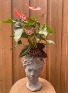 Goddess Anthurium  planter
