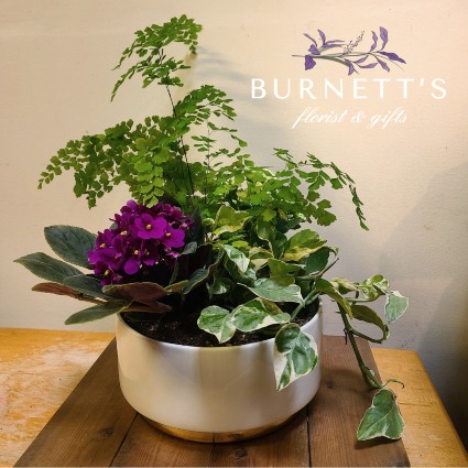 Gold Band Planter
