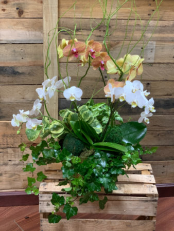 Gold celebration orchids Dish garden