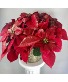 Gold Dusted Poinsettia 